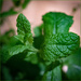Mint Leaves by frequentframes