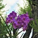   Orchid High Up In A Tree ~ by happysnaps