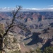 Photographing Trees at the Grand Canyon by jyokota