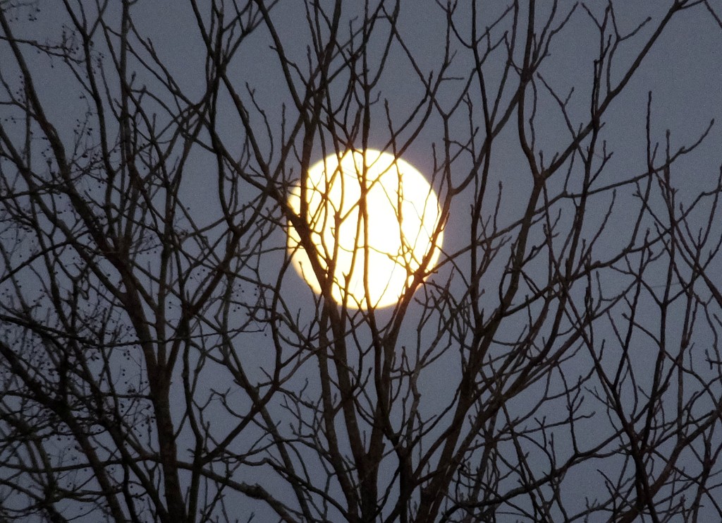 Moon Shine by linnypinny