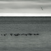ducks and gulls by northy
