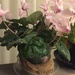 Dad’s cyclamen is blooming  by kchuk