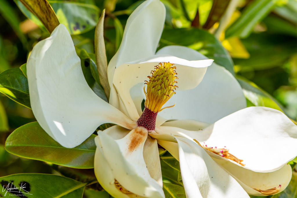 Magnolia Flower by yorkshirekiwi