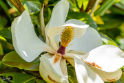 26th Nov 2018 - Magnolia Flower
