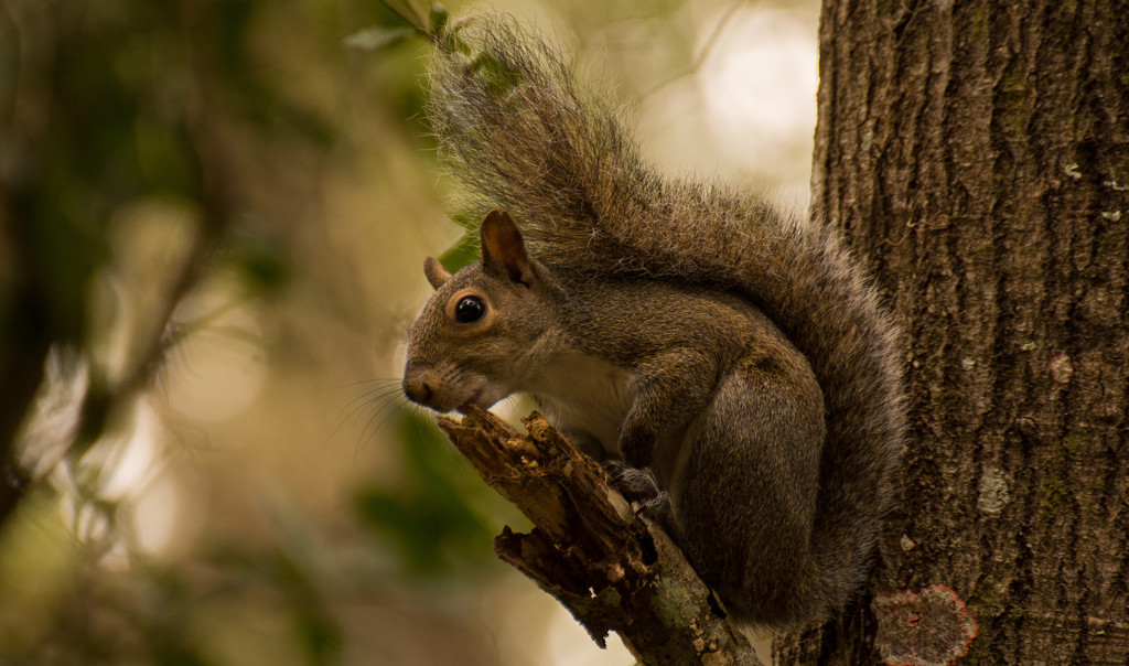 Another Barking Squirrel! by rickster549