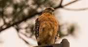 25th Nov 2018 - Red Shouldered Hawk on the Lamp Post!