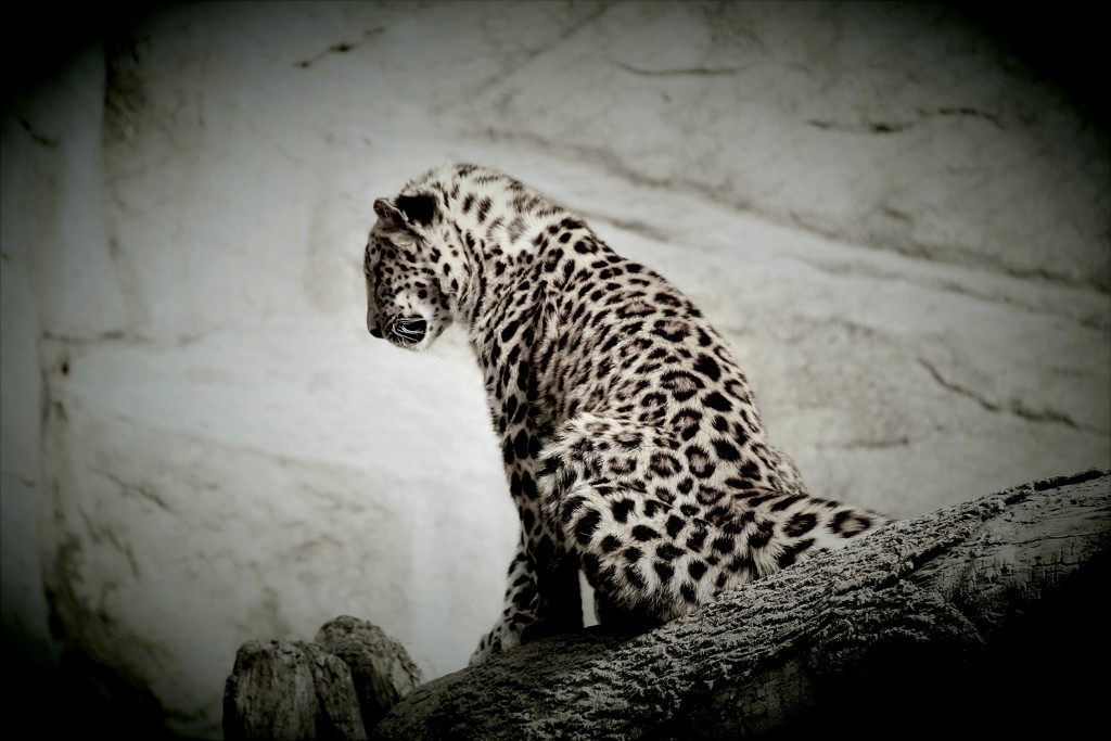  Leopard Cub by randy23