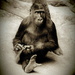 Gorilla Relaxing by randy23