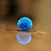 Blue Ball by dora