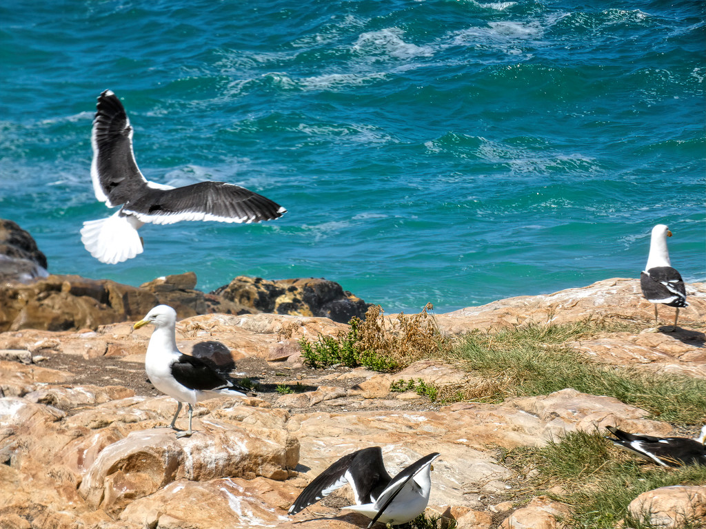 Spot landing by a Kelp Gull by ludwigsdiana