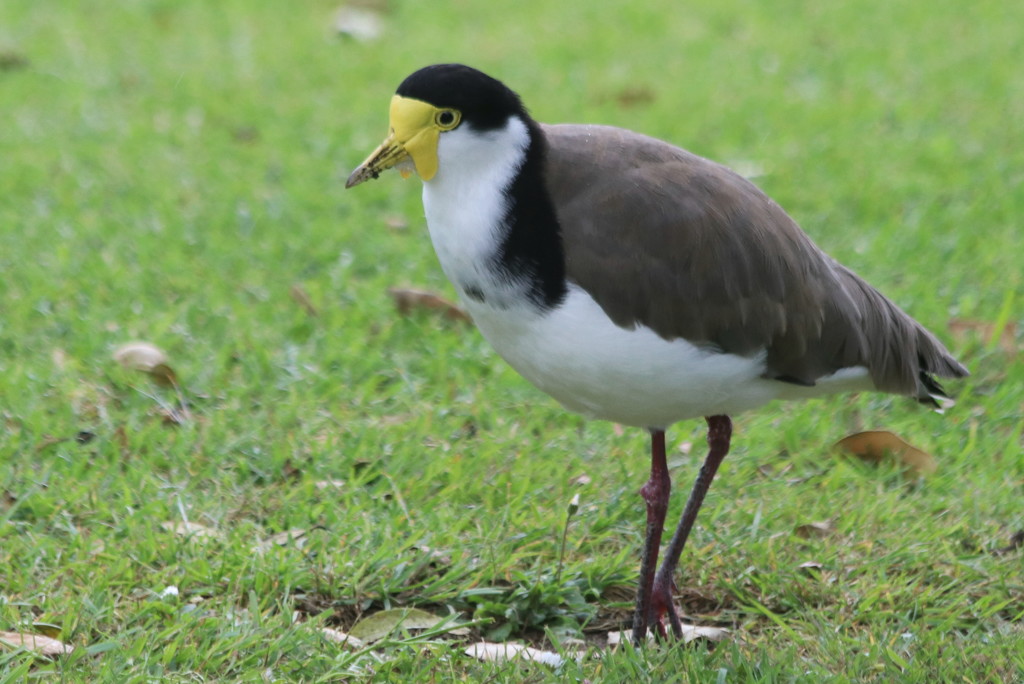 I'm called a masked lapwing plover for a reason! by gilbertwood