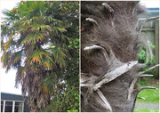26th Nov 2018 - Palm Tree showing fibre