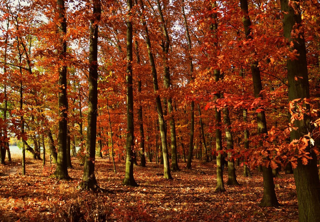autumn colors by ivanc