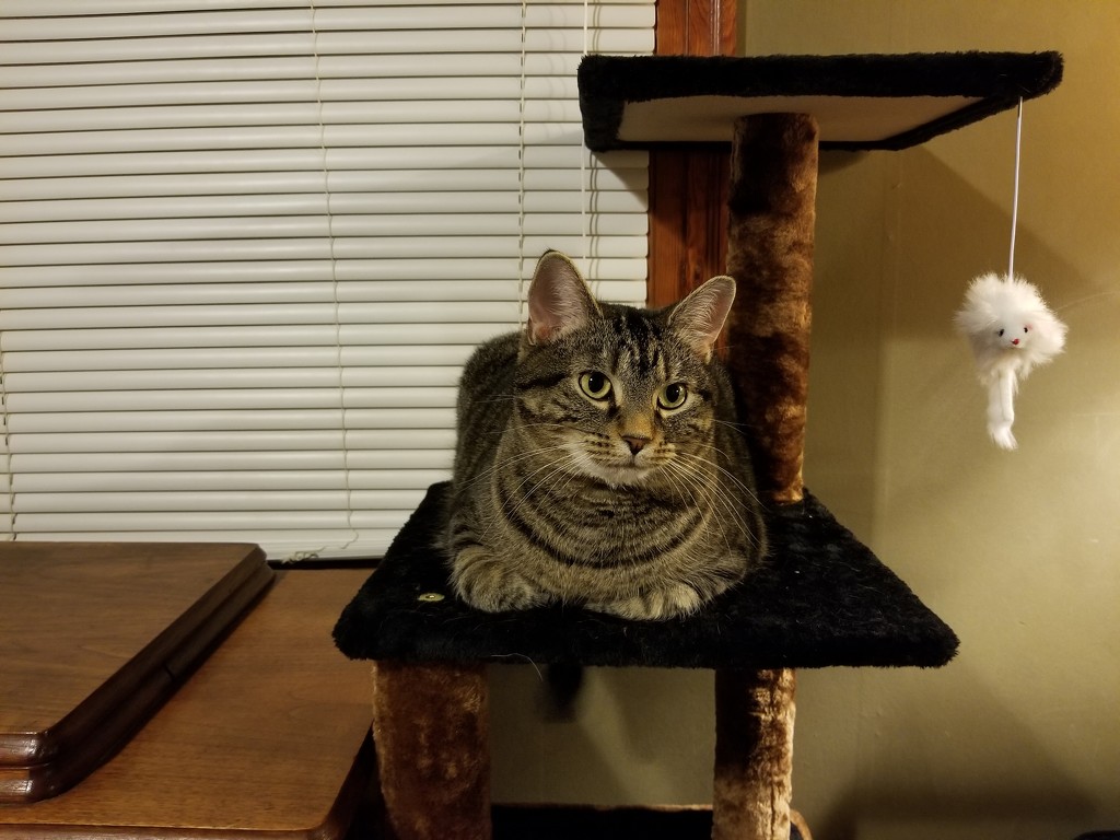 Cat Tree by scoobylou