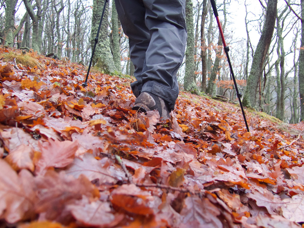 A Leafy Walk by jamibann