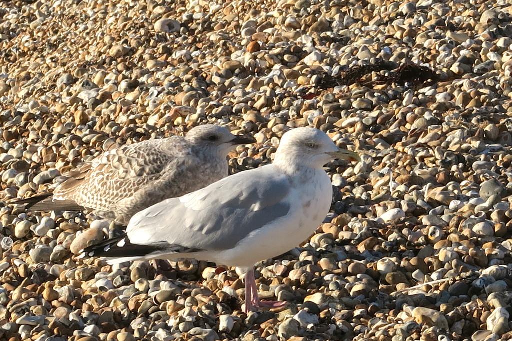 Two Young Gulls Chilling On The Beach by davemockford