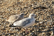 26th Nov 2018 - Two Young Gulls Chilling On The Beach