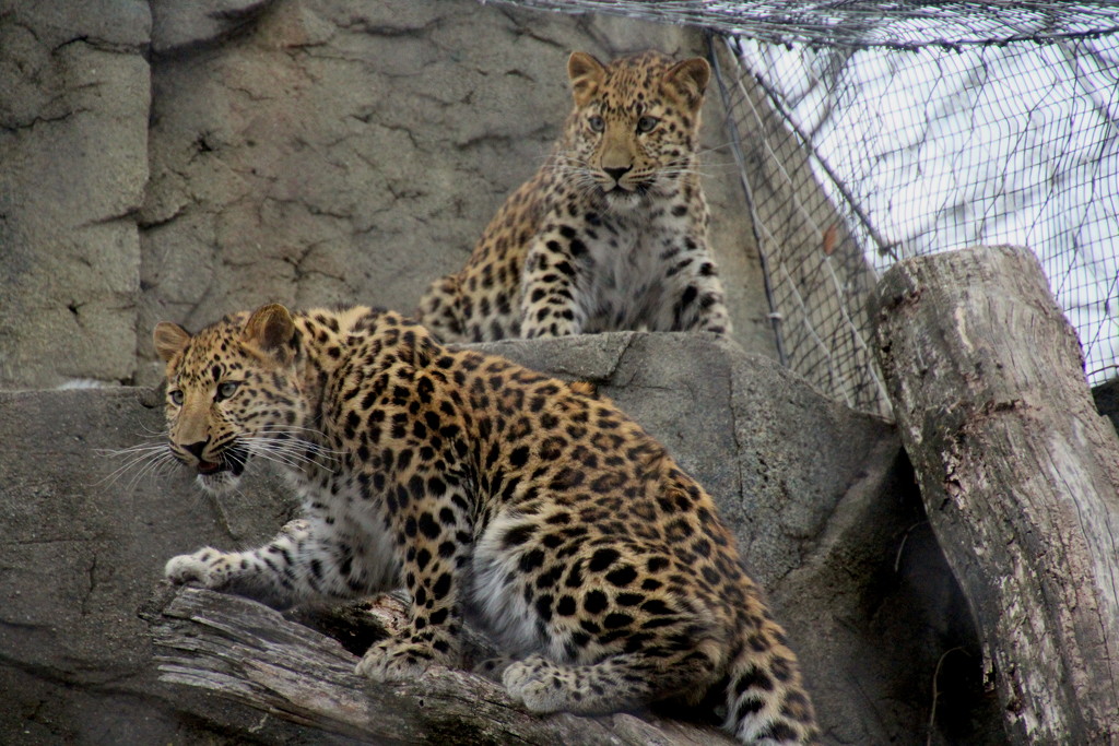 Leopard Cubs by randy23