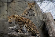 17th Nov 2018 - Leopard Cubs