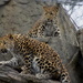 Leopard Cubs by randy23