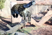 21st Nov 2018 -  Leopard Cub Attacks