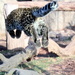  Leopard Cub Attacks by randy23
