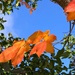 Blue sky in autumn by shutterbug49