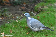 25th Nov 2018 - Wood pigeon