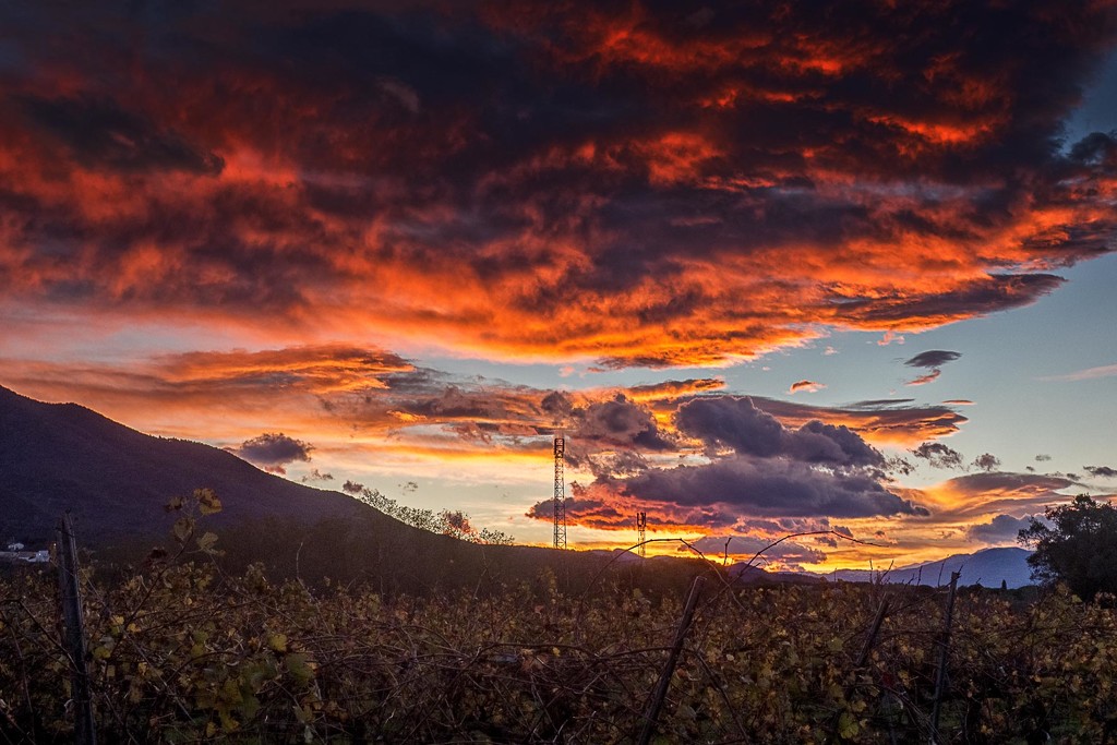 Sunset over the vineyard by laroque