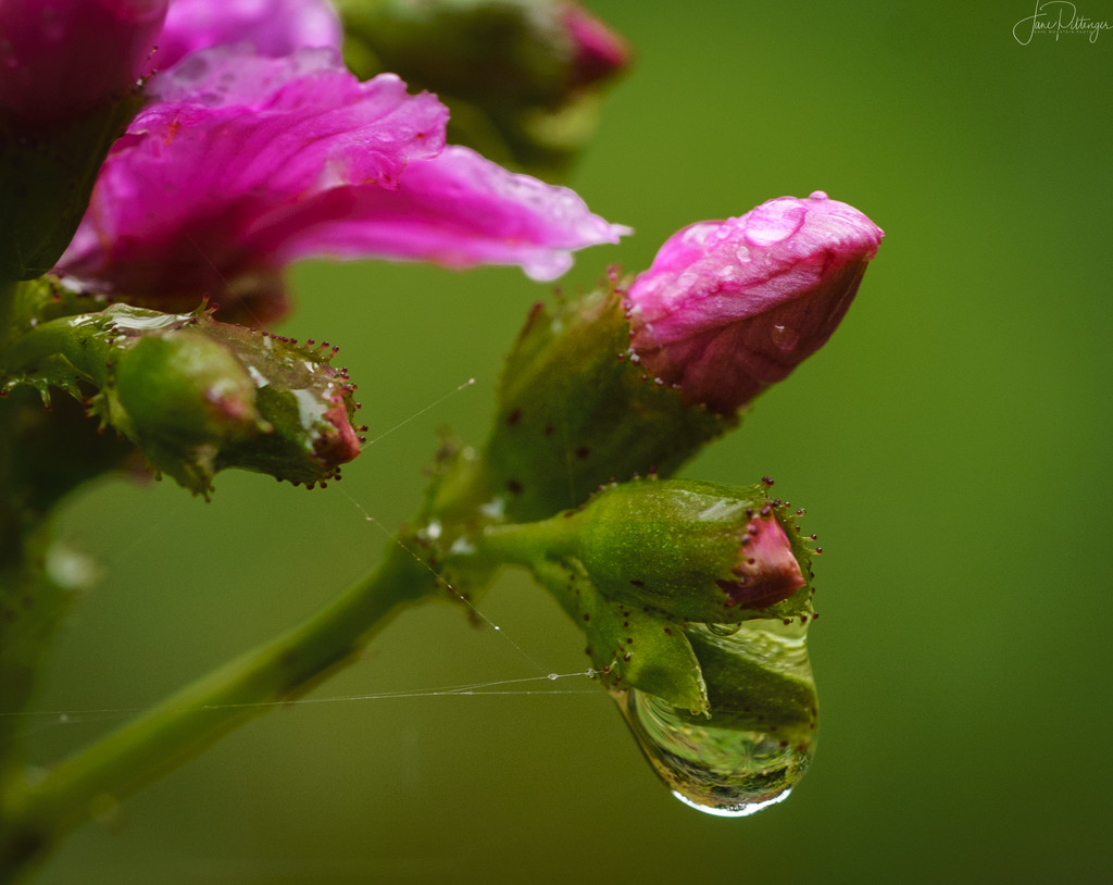 Lewisia, Droplets and Web  by jgpittenger