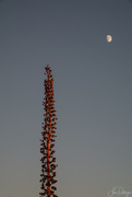 26th Nov 2018 - Maguey reaching for the Moon 