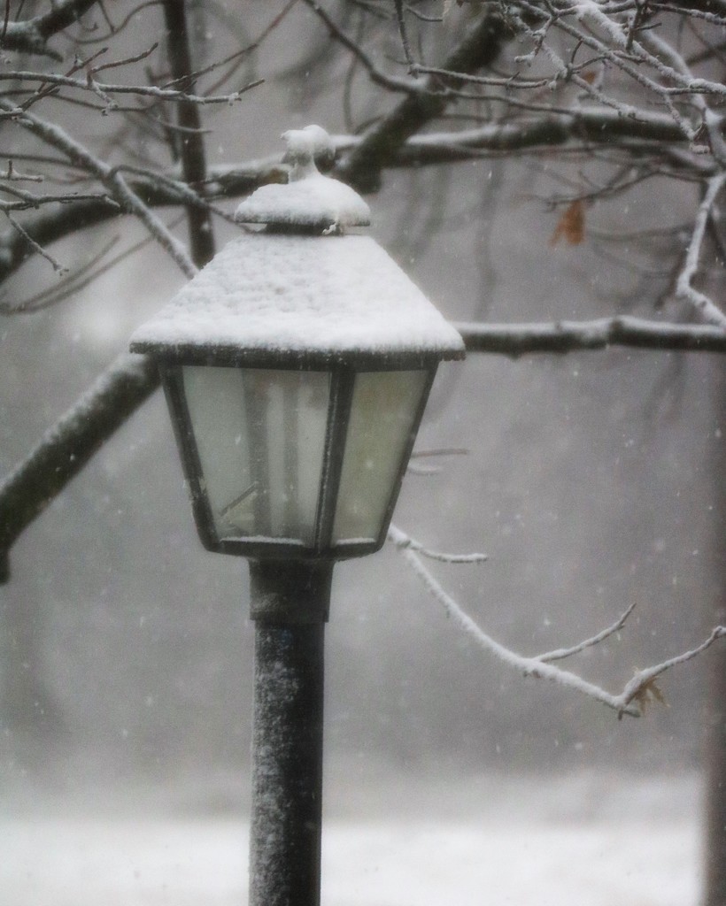 November 26: Snow by daisymiller