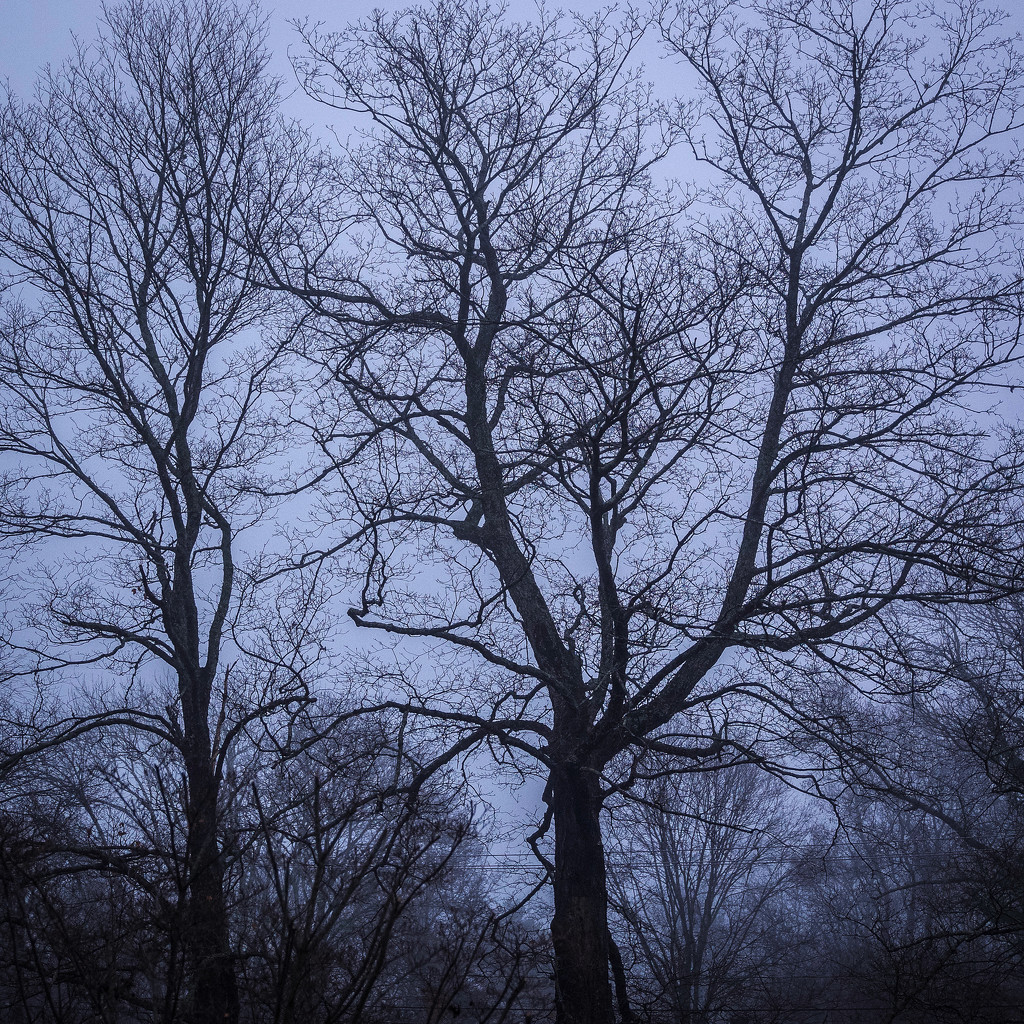 November's bare branches by berelaxed
