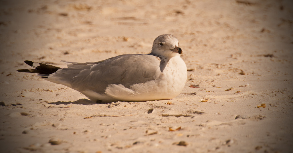 Lazy Seagull! by rickster549