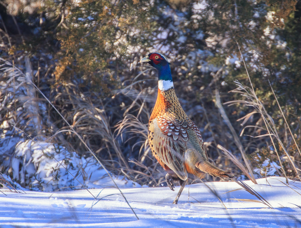pheasant by aecasey