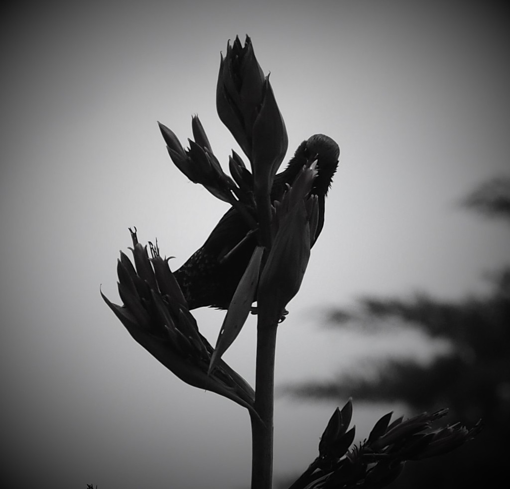 Silhoutte of a starling feeding  by Dawn