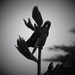 Silhoutte of a starling feeding  by Dawn