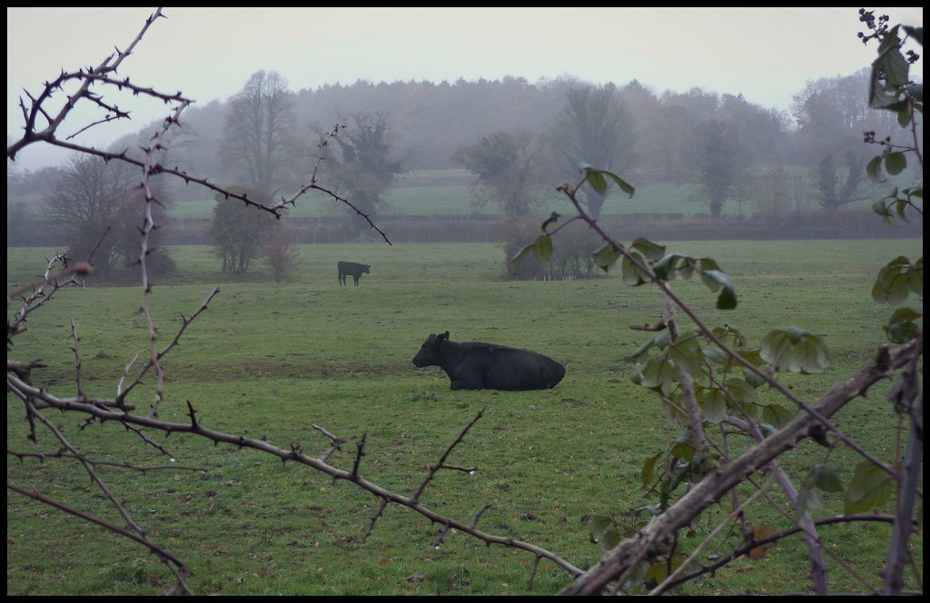 hedge, cow, hill by jokristina