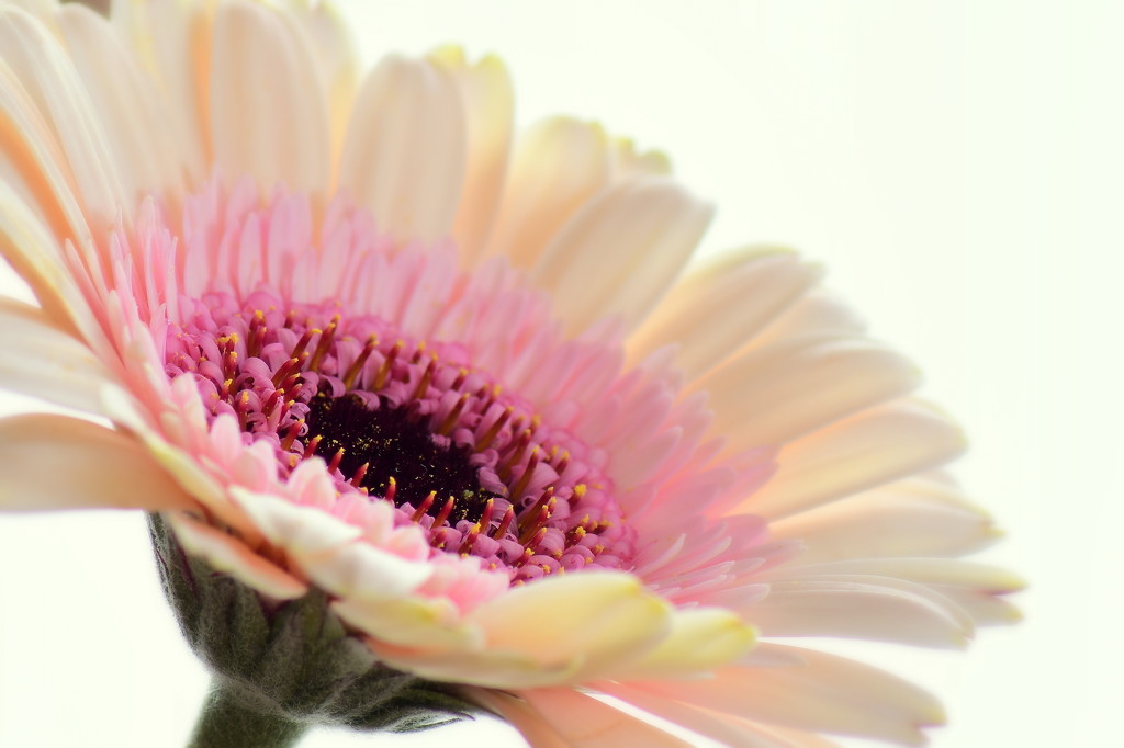 Mini Gerbera by nickspicsnz