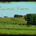 Animal Farm by nickspicsnz