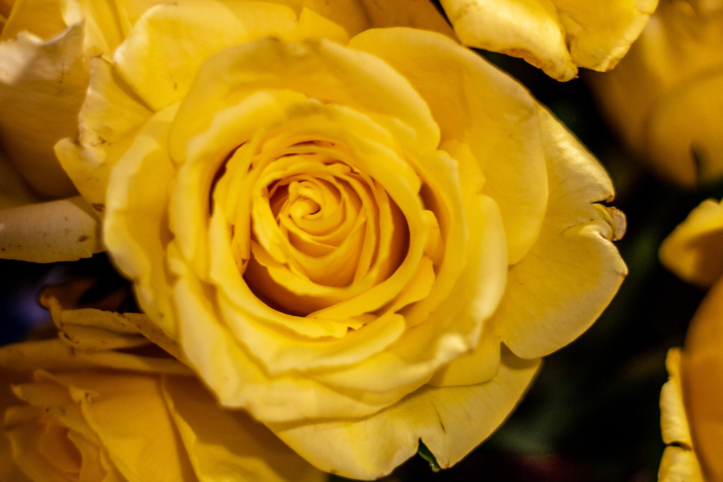 Yellow Rose of NJ by swchappell