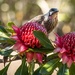Waratahs and Wattle bird by pusspup