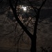 Moonlight Sonata?  by s4sayer