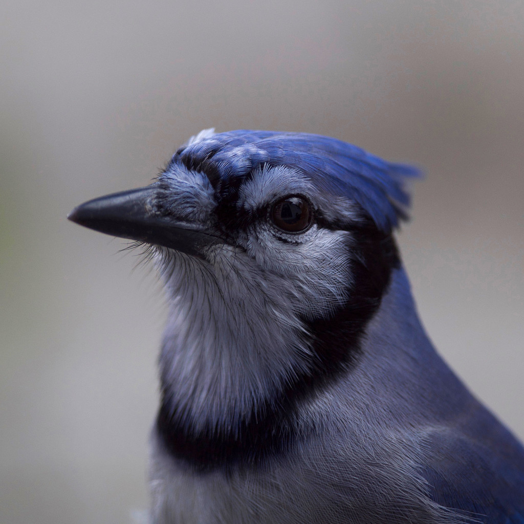 Backdoor Blue Jay by berelaxed
