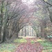 My woodland archway again .... by julienne1