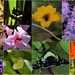  Butterflies & Bees ~ by happysnaps