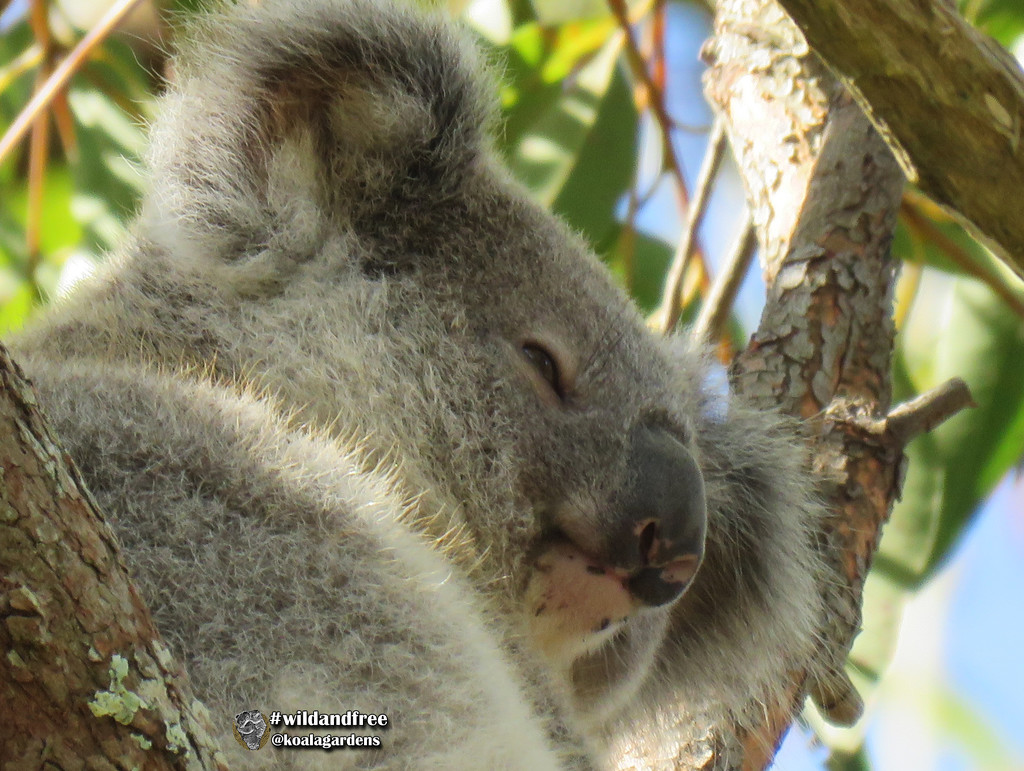 pass me a serviette please by koalagardens