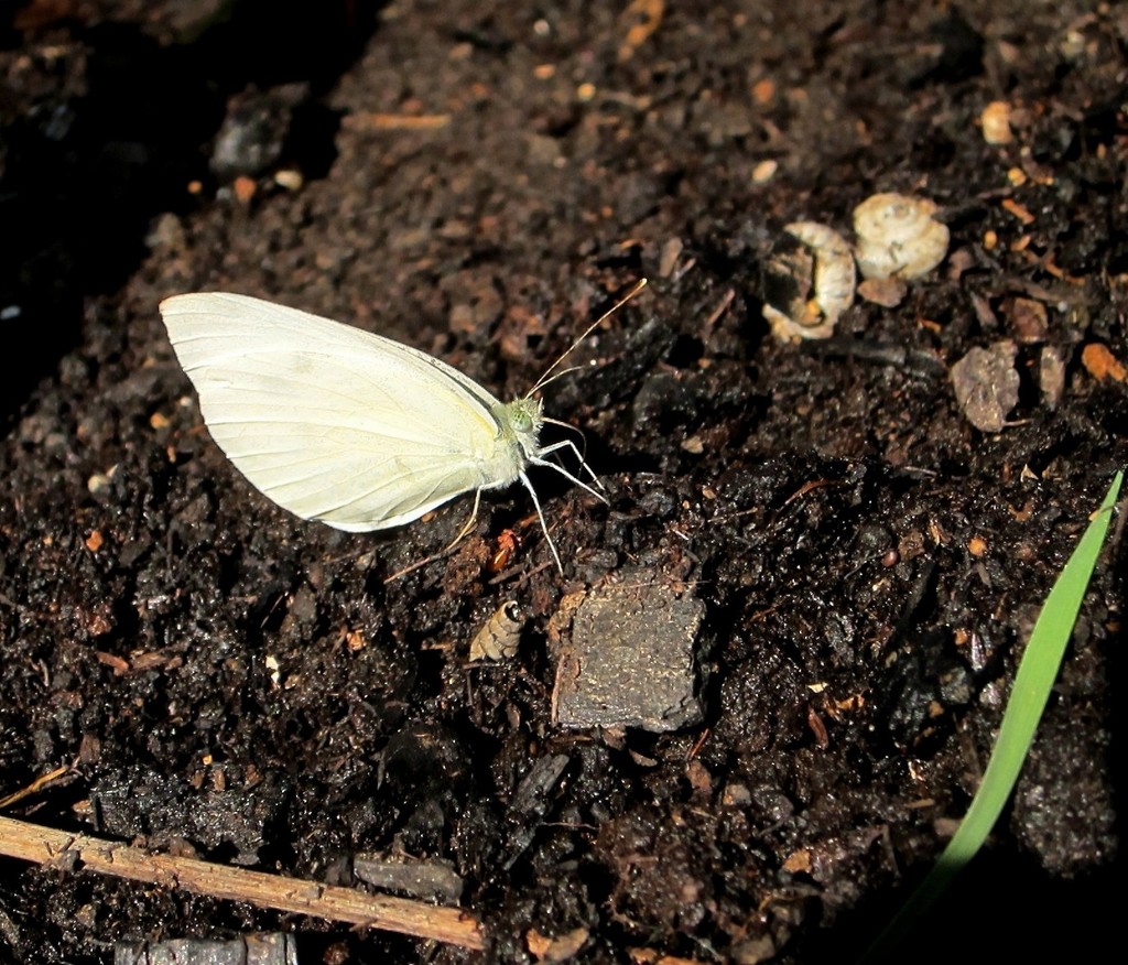 Bijeli leptir by vesna0210