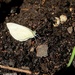 Bijeli leptir by vesna0210