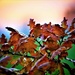 Oak Leaves at Sunset by carole_sandford